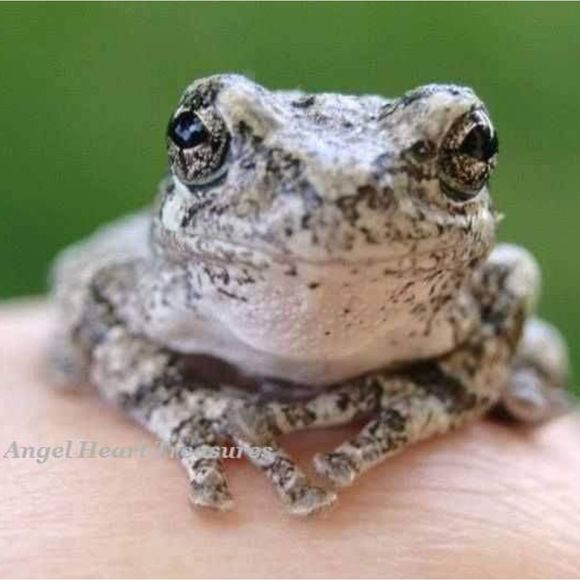4x6 Original Photography Charismatic Tree Frog - Picture 1 of 2